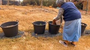 Don't Bag Your Leaves! Mulch It! The Benefits Of Shredded Leaf Mulch - Gardener's Gold!