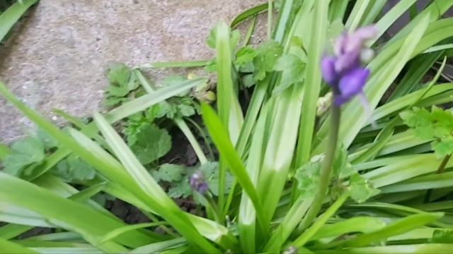 How To Grow Grape Hyacinth From Seeds | Mascari Armeniacum | How To Germinate Grape Hyacinth смотреть онлайн