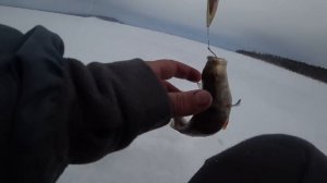 Поехал один на рыбалку на мотобуксировщике БАРС. Наловил и покоптил свежачка !!! #Сибирь38