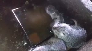 Нутрии.Домашнее разведение нутрий.Как нутрии играются в воде.?