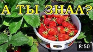 Хитрости, которые увеличат урожай КЛУБНИКИ в 2 раза???