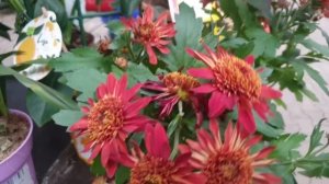 УЦЕНЕННЫЕ КОМНАТНЫЕ ЦВЕТЫ В ОБИ?❤(ПРИЦЕНИВАЮСЬ К СТЕЛЛАЖУ)??