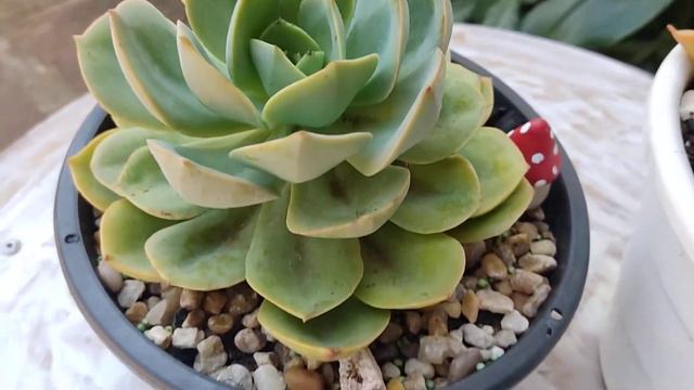 Falando sobre a Mellow Yellow. смотреть онлайн