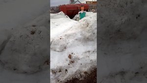 Сколько надо сена на одного быка