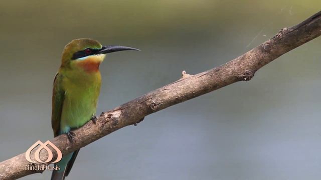 Escape Into Tranquility: Colorful Birds & Relaxing Piano Music for Stress Relief & Deep Sleep смотреть онлайн