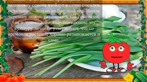 ЧЕРЕМША, КОЛБА ИЛИ ДИКИЙ ЧЕСНОК!