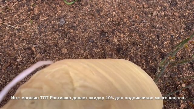 Розы. Сделайте так и Ваши розы приживутся на ?% Как реанимировать и справится со стрессом. ??? смотреть онлайн