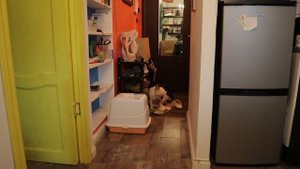 ОДИН ДЕНЬ ИЗ ЖИЗНИ С 3 ПИТОМЦАМИ - чихуахуа, французский бульдог, сибирская кошка