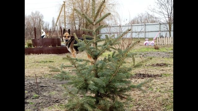 Быстрорастущие хвойные деревья и кустарники