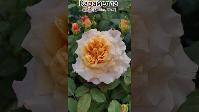 Роза Карамелла - Caramella (Kordes, 2001)