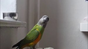 Mohrenkopfpapagei Сенегальский попугай Senegal parrot
