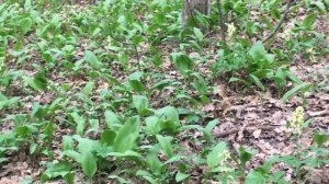 как растет черемша