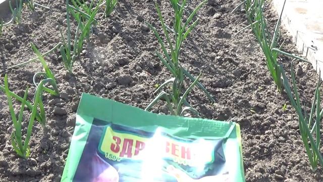 Репчатому луку подкормка, когда? смотреть онлайн