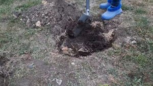 ОСЕННЯЯ ПОСАДКА И ПЕРЕСАДКА МЕТЕЛЬЧАТОЙ ГОРТЕНЗИИ.