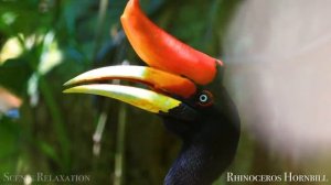 Цари природы 4к.mp4