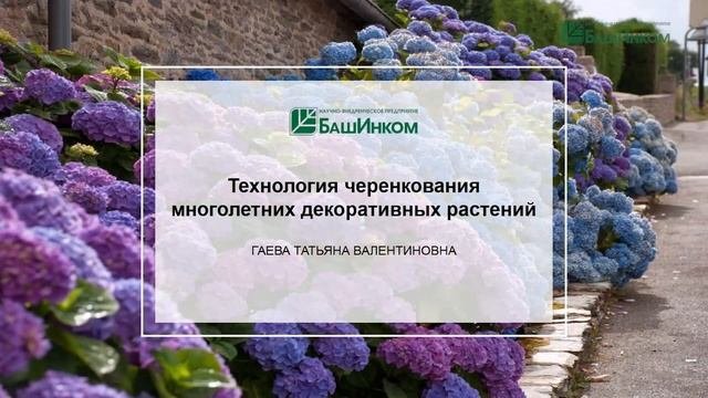 О картофеле и черенковании декоративных кустарников