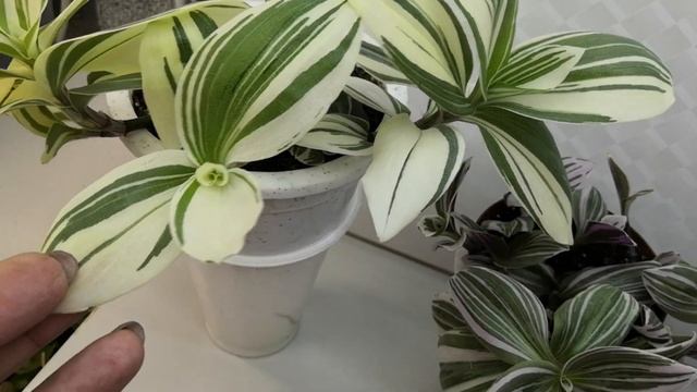 Обновляю традесканцию. Как и где выращиваю. #комнатныерастения #традесканция #комнатныецветы