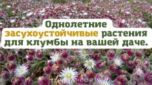 Однолетние засухоустойчивые растения для клумбы на вашей даче.?