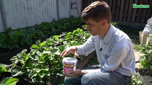 Клубника. Что нужно для большого урожая??? смотреть онлайн