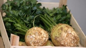 Выращивание сельдерея в открытом грунте и уход за ним