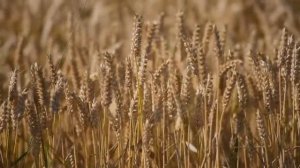 Звук ветра и шелест травы ASMR the sound of the wind and the rustle of the grass