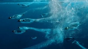 Животные Антарктиды