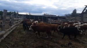 Бычки на продажу!