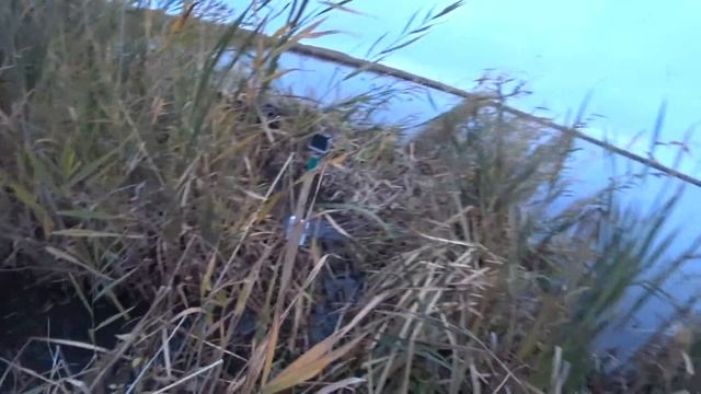 Охота на Крякву и Шилохвость: озерцо маленькое, да удаленькое!) смотреть онлайн