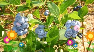 Голубика садовая Дюк (Duke). Краткий обзор, описание характеристик, где купить саженцы