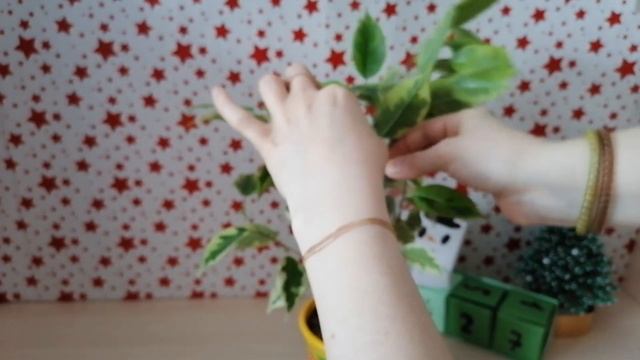 плетение фикуса бенджамина голден кинг косичкой продолжение смотреть онлайн