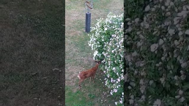 Как прекрасен этот мир. Косули едят гибискус и розы.