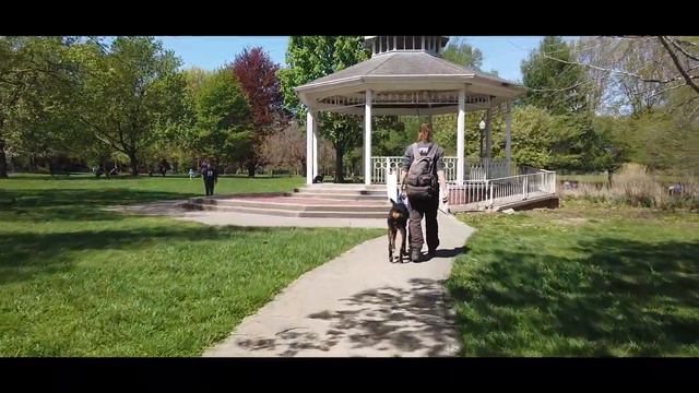 Ares | 11 Month Old Doberman | Obedience Training | Distraction Training | 14 Day Transformation смотреть онлайн