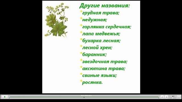 Манжетка Лечебные свойства