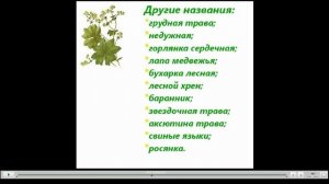 Манжетка Лечебные свойства