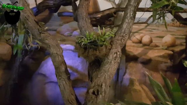 ЗООПАРК. РОСТОК. ГЕРМАНИЯ. ПУТЕШЕСТВИЕ. ПРОГУЛКИ. ОТДЫХ смотреть онлайн