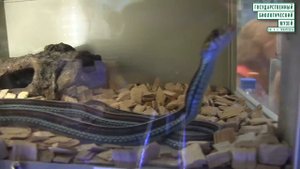 Выставка экзотических животных «ТерраМания-10» 13 сентября 2015 года