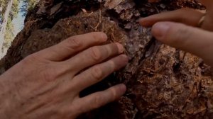 НАЦИОНАЛЬНЫЙ ПАРК СИКВОЙЯ | САМОЕ БОЛЬШОЕ ДЕРЕВО В МИРЕ |