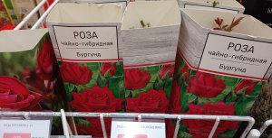 РОЗЫ В КОРОБКАХ. КАК ПЕРЕДЕРЖАТЬ ДО ПОСАДКИ