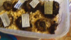 Зимовка глоксиний в холодильнике / как уложить спать луковичные