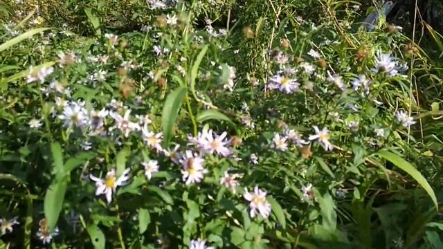 Семена пустырника. смотреть онлайн