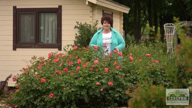 УХОД ЗА РОЗАМИ смотреть онлайн