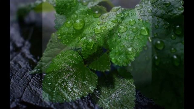 МЯТА (MENTHA) сем. Яснотковые смотреть онлайн