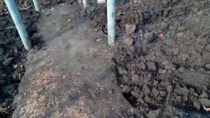 Содержание почвы (черный пар)