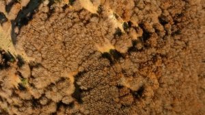 Почему Макиавелли - самый опасный философ