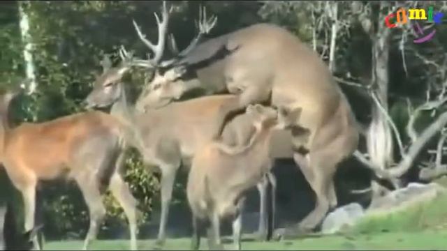 Олень ВдулD смотреть онлайн