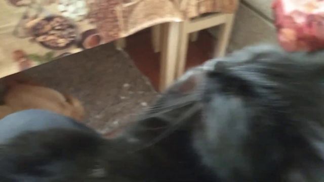 Шарпей храпит. смотреть онлайн