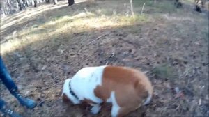 Английский бульдог. Часть 8.1. Продолжение истории Про течку