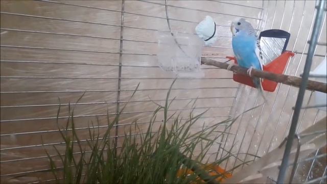 Волнистые попугаи Первый день Лаймы смотреть онлайн