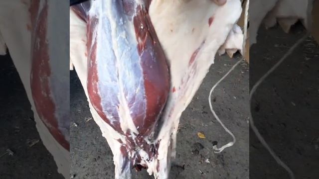 Капканы на Барсука сработали. Первый барсук в этом сезоне.