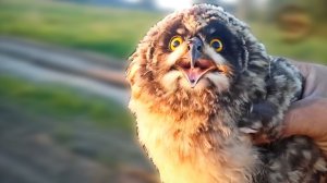 Как мы нашли маленького совёнка. МанкиТайм